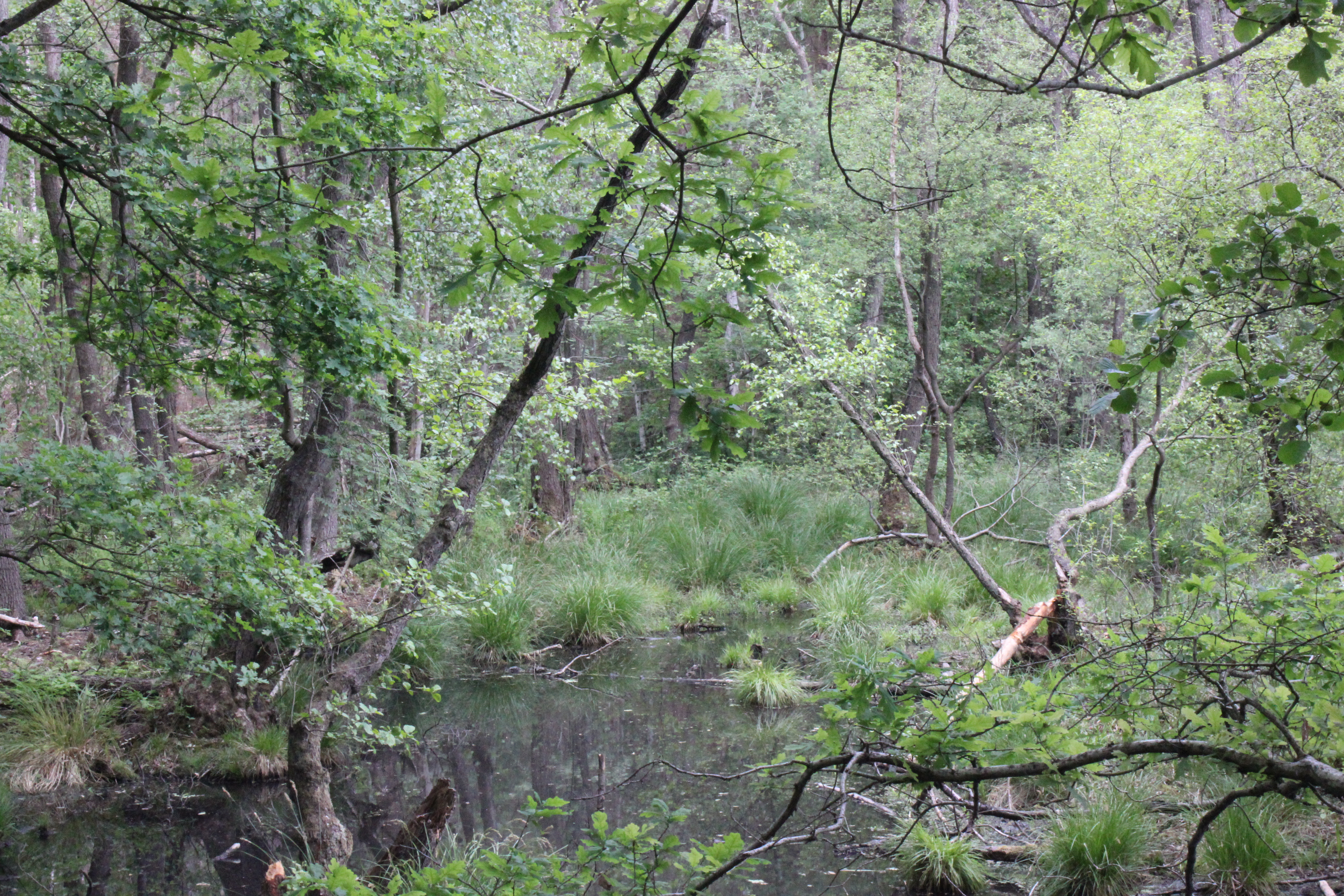 Wald mit Wasserfläche und dichter Vegetation