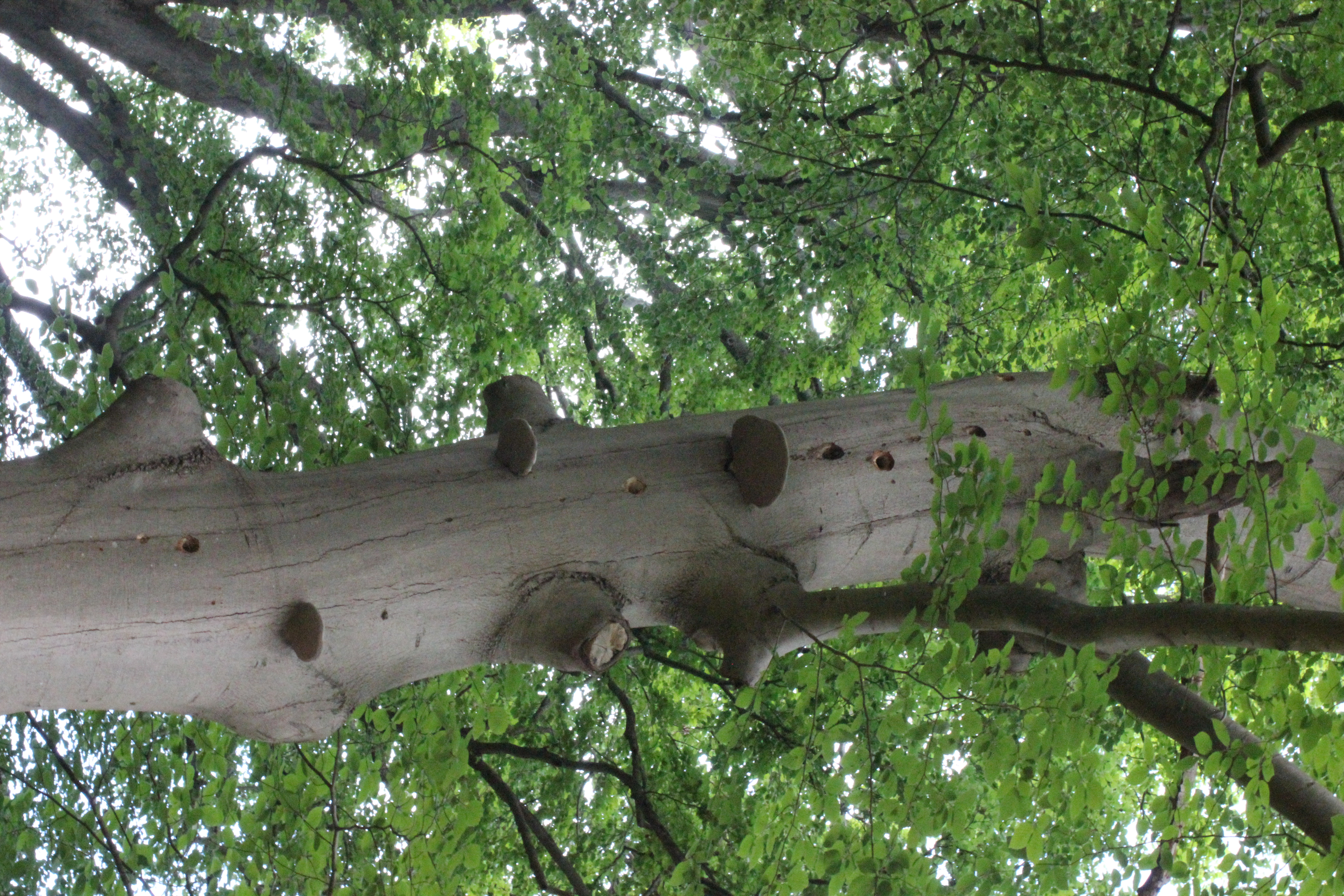 Baumstamm mit Baumpilzen im Laubwald